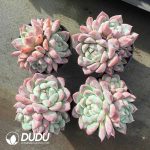 Echeveria Rumengling Clustering - Image 2