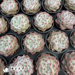 Echeveria Velvet - Image 2