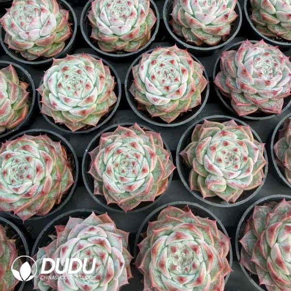 Echeveria Velvet - Image 2