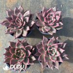 Echeveria Secunda Reglensis - Image 2