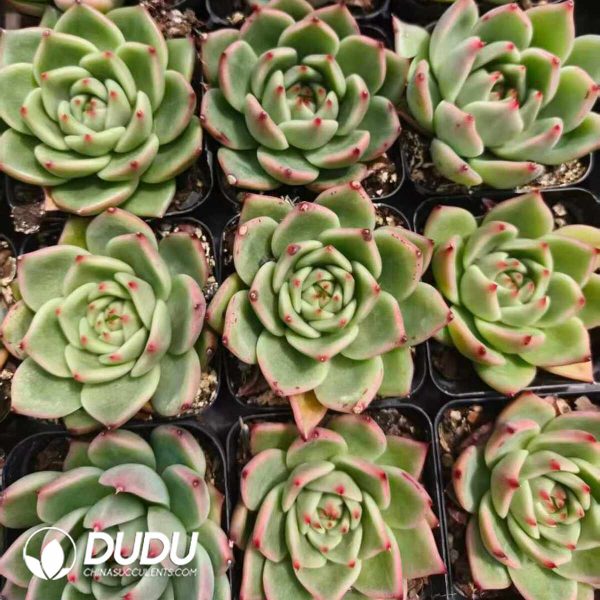 Echeveria Blue Dragon X - Image 2