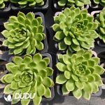 Echeveria Glitter - Image 2