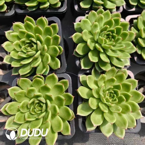 Echeveria Glitter - Image 2