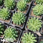 Echeveria Oracle bone - Image 2