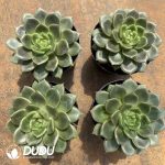 Echeveria Chunchun Jenny - Image 2