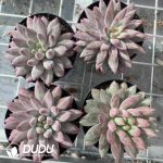 Pachyphytum Cherry/Goldfish Hime - Image 2