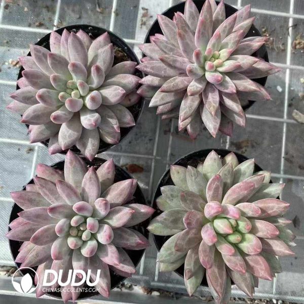 Pachyphytum Cherry/Goldfish Hime - Image 2