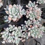 Sedeveria Maxwell - Image 2