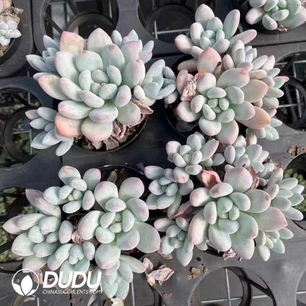 Sedeveria Maxwell - Image 2