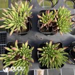 Dudleya Viscida Clustering - Image 2