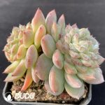 Echeveria Green Diamond Double Heads - Image 2