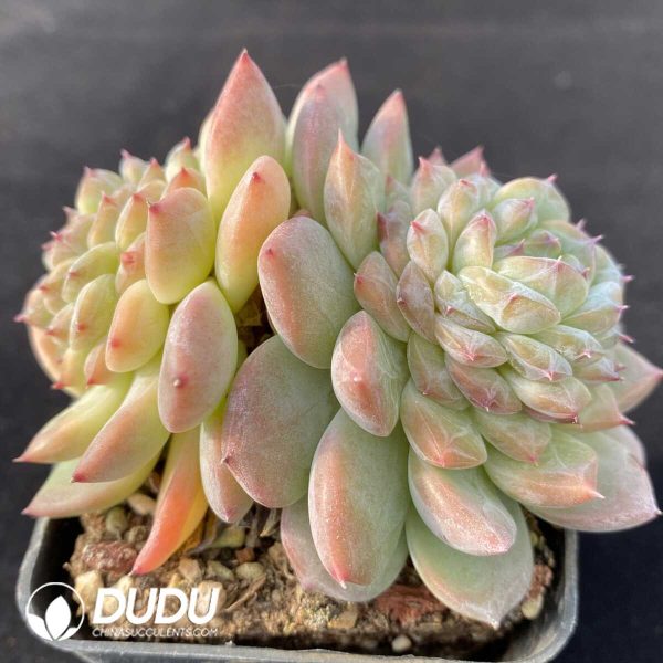 Echeveria Green Diamond Double Heads - Image 2