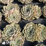 Echeveria Onslow Sugar Heart Double Heads - Image 2