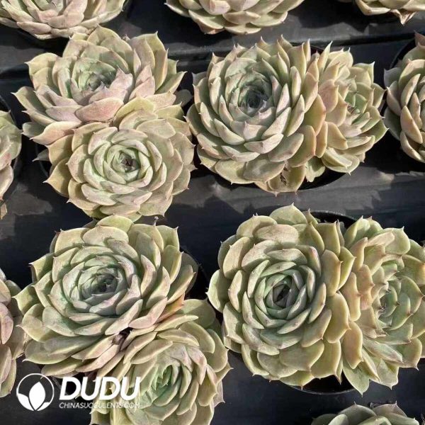 Echeveria Onslow Sugar Heart Double Heads - Image 2