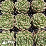 Echeveria Goatherd - Image 2