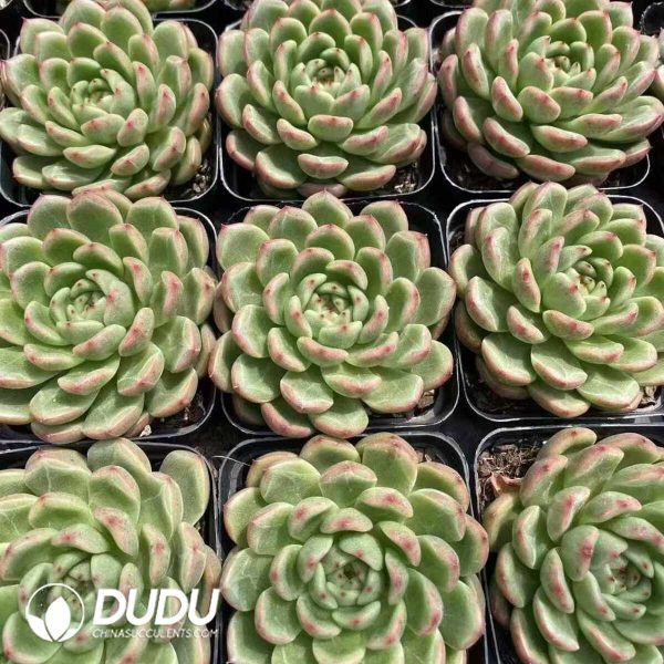 Echeveria Goatherd - Image 2