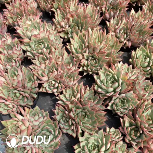 Echeveria Lotus Lantern Clustering - Image 2