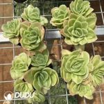 Echeveria Ice Rose Variegated Clustering - Image 2