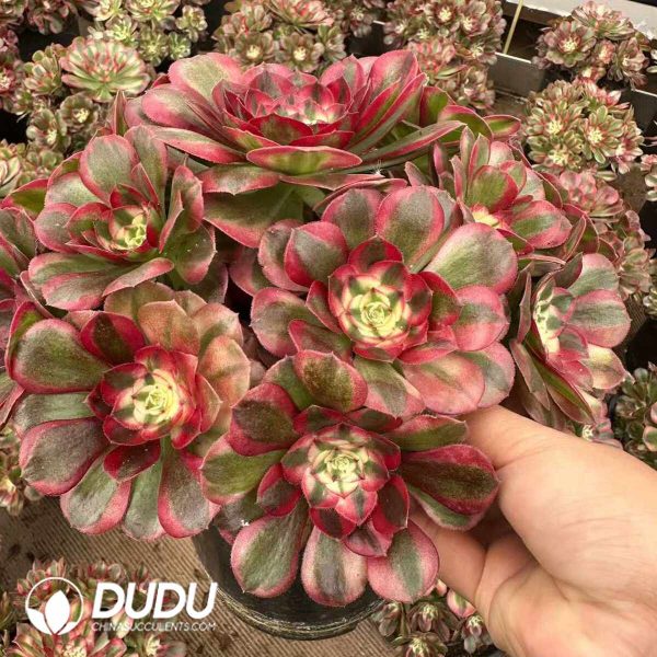 Aeonium Good Fortune Clustering - Image 2