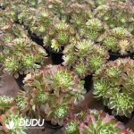 Aeonium Colorful lights Clustering - Image 2