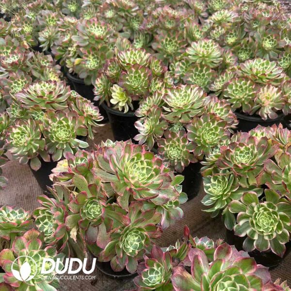 Aeonium Colorful lights Clustering - Image 2