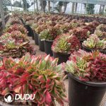 Aeonium Yunhe Cristata - Image 2