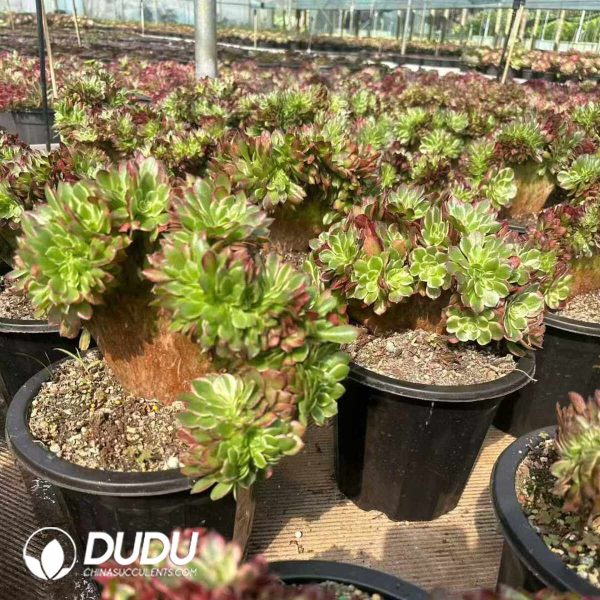 Aeonium Aquaman Cristata - Image 2