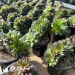 Aeonium Huayueye Cristata - Image 2