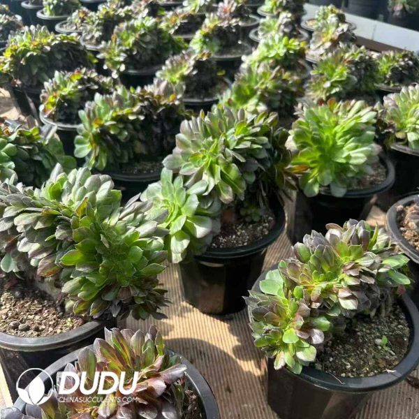 Aeonium Huayueye Cristata - Image 2