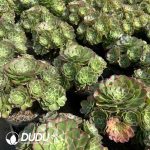 Aeonium Green body Yuzi Clustering - Image 2