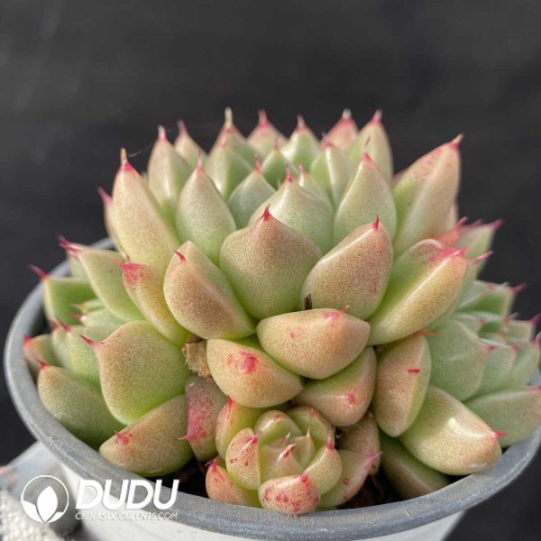 Echeveria Quartz Clustering - Image 2