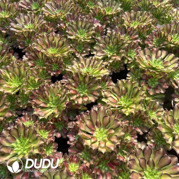 Aeonium Prime of youth Clustering - Image 2