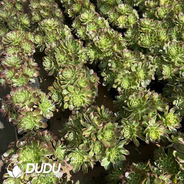 Aeonium Fluorescent Kaleidoscope Clustering - Image 2