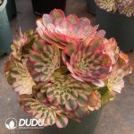 [RTS]Aeonium Litchi Clustering - Image 2