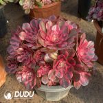 [RTS]Aeonium Litchi Clustering - Image 2