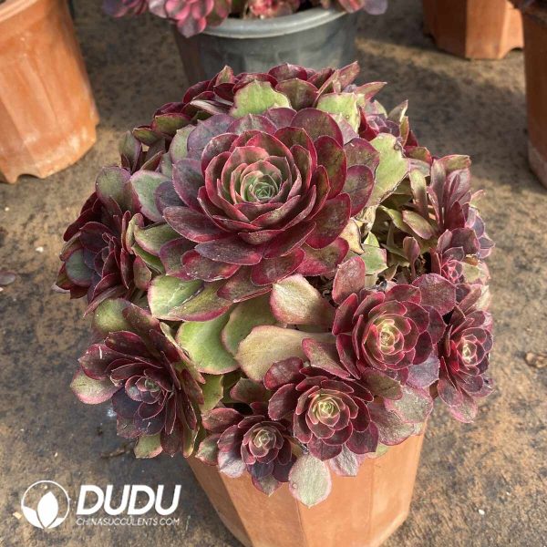 [RTS]Aeonium Carat Lover Clustering - Image 2