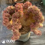 [RTS]Aeonium Litchi Cristata - Image 2