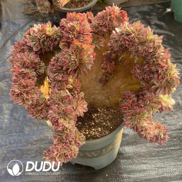 [RTS]Aeonium Litchi Cristata - Image 2