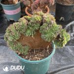 [RTS]Aeonium Aquaman Cristata - Image 2