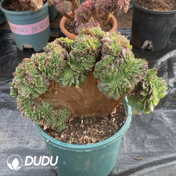 [RTS]Aeonium Aquaman Cristata - Image 2