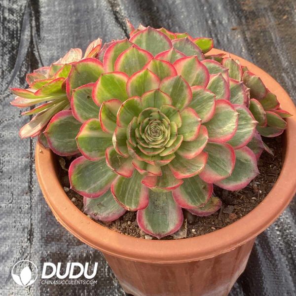 [RTS]Aeonium Yunhe Clustering - Image 2