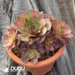 [RTS]Aeonium Nafu Clustering - Image 2