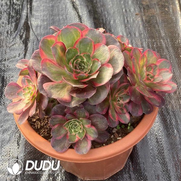 [RTS]Aeonium Nafu Clustering - Image 2