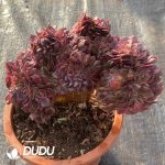 [RTS]Aeonium Litchi Cristata - Image 2