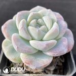 Echeveria Ice Jade - Image 2
