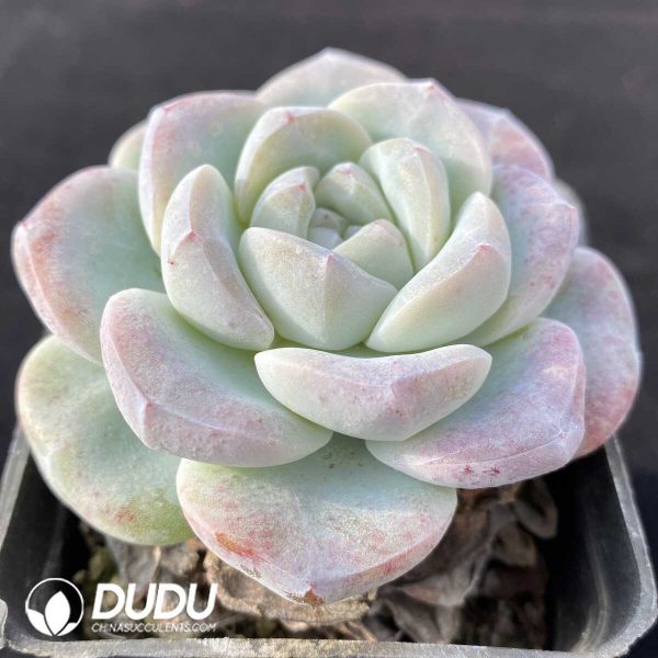 Echeveria Ice Jade - Image 2