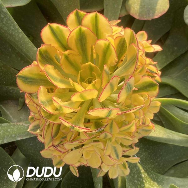 [RTS](Grafted)Aeonium Sun God Clustering - Image 2
