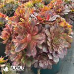 [RTS]Aeonium Banxia Clustering - Image 2