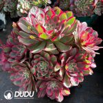 [RTS]Aeonium Peacock Feather Clustering - Image 2