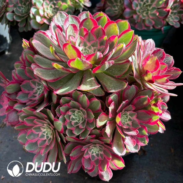 [RTS]Aeonium Peacock Feather Clustering - Image 2